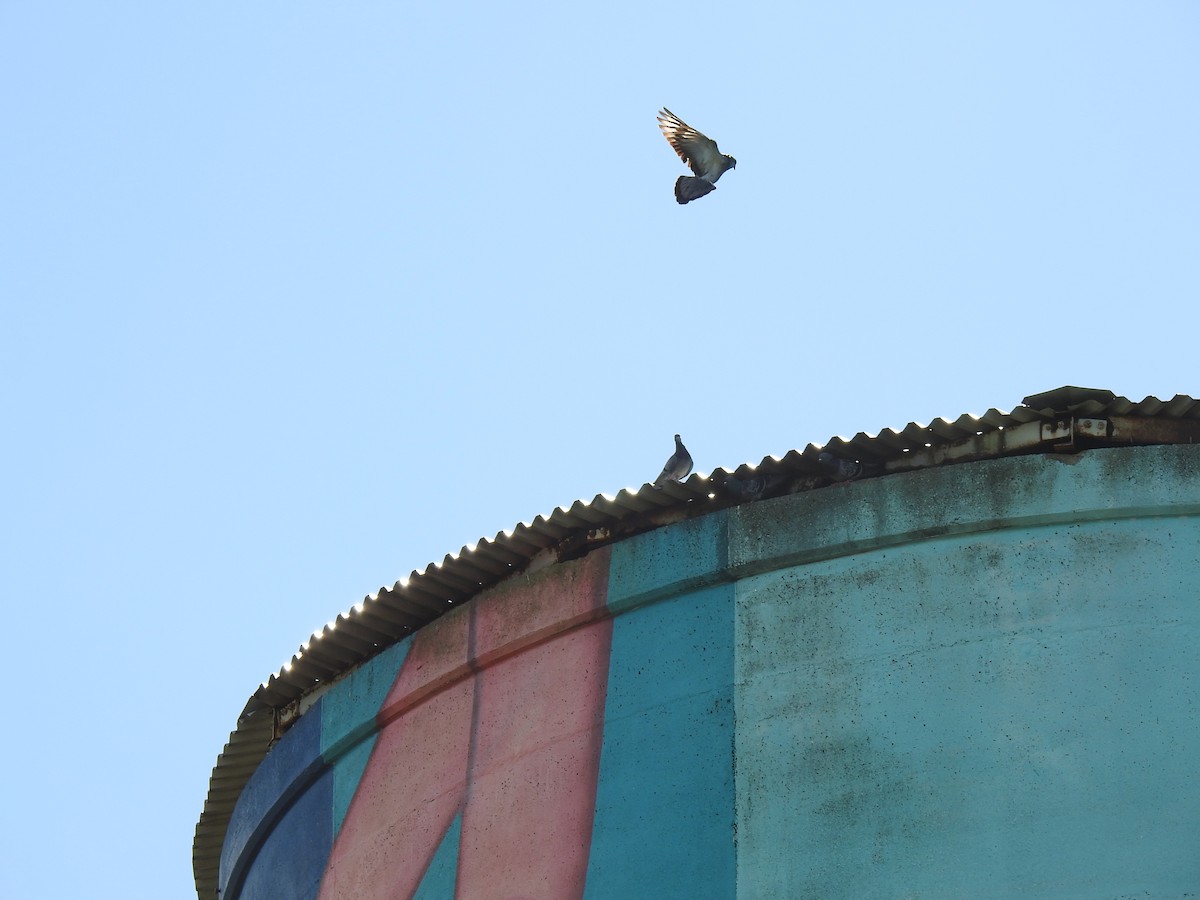 Rock Pigeon (Feral Pigeon) - ML620559312