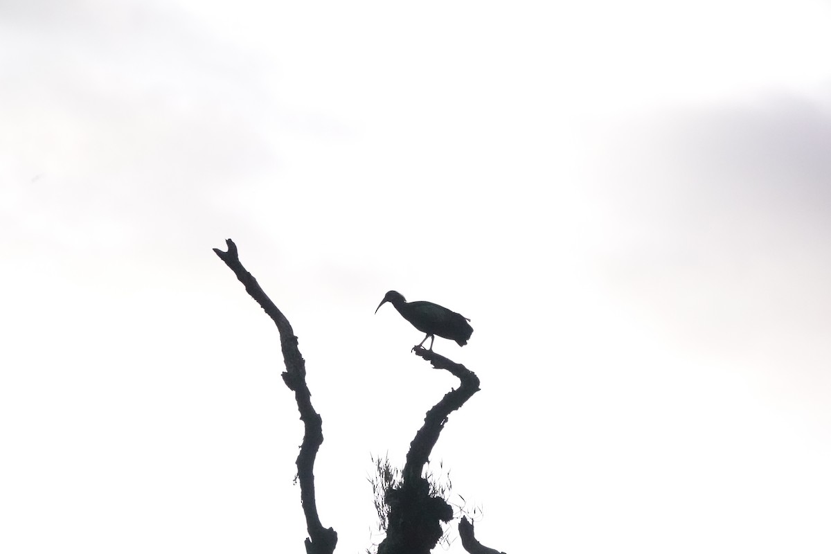 ibis olivový - ML620559315
