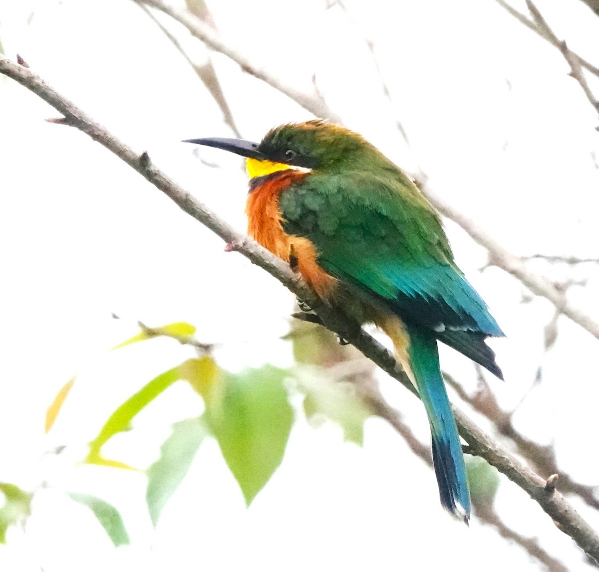 Cinnamon-chested Bee-eater - ML620559320