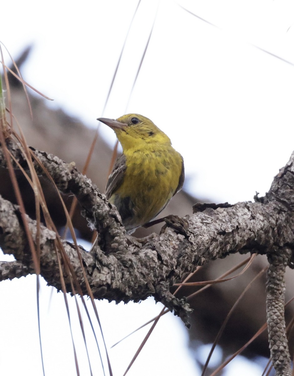 Pine Warbler - ML620559321