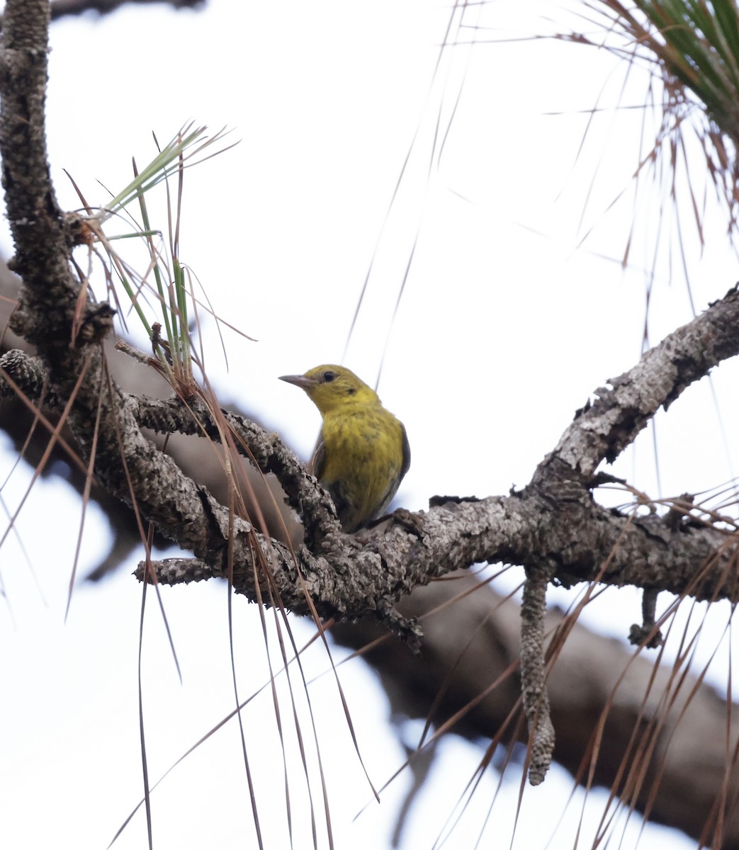 Pine Warbler - ML620559326