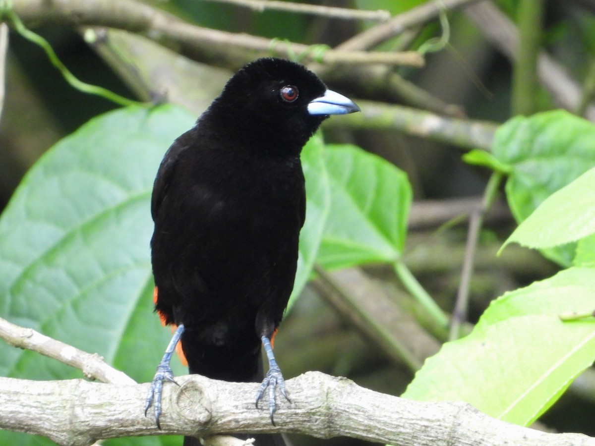 Scarlet-rumped Tanager - ML620559327