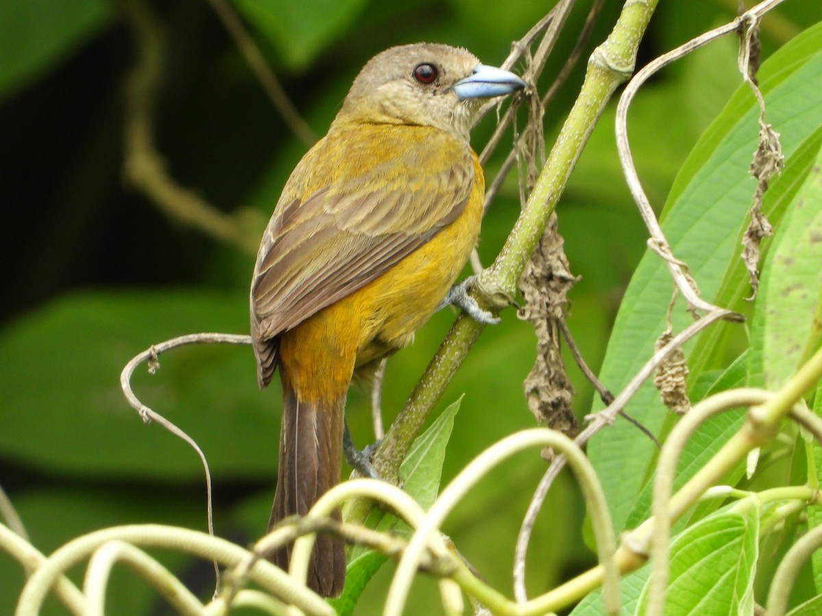 Scarlet-rumped Tanager - ML620559328