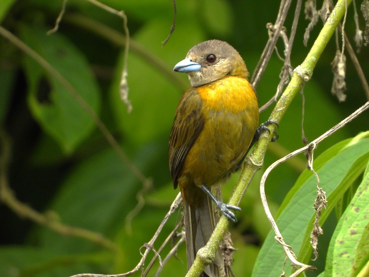 Scarlet-rumped Tanager - ML620559329