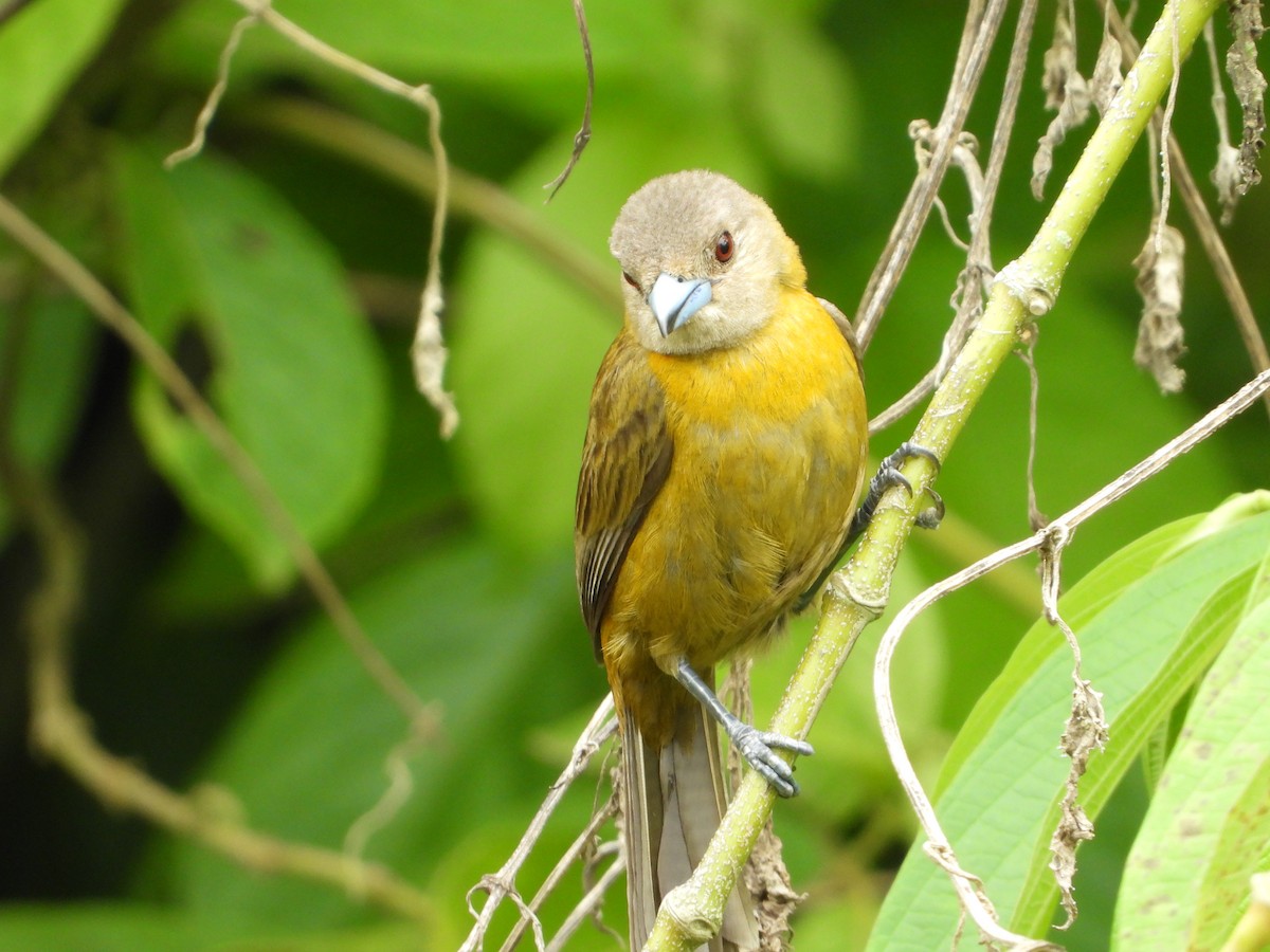 Scarlet-rumped Tanager - ML620559330