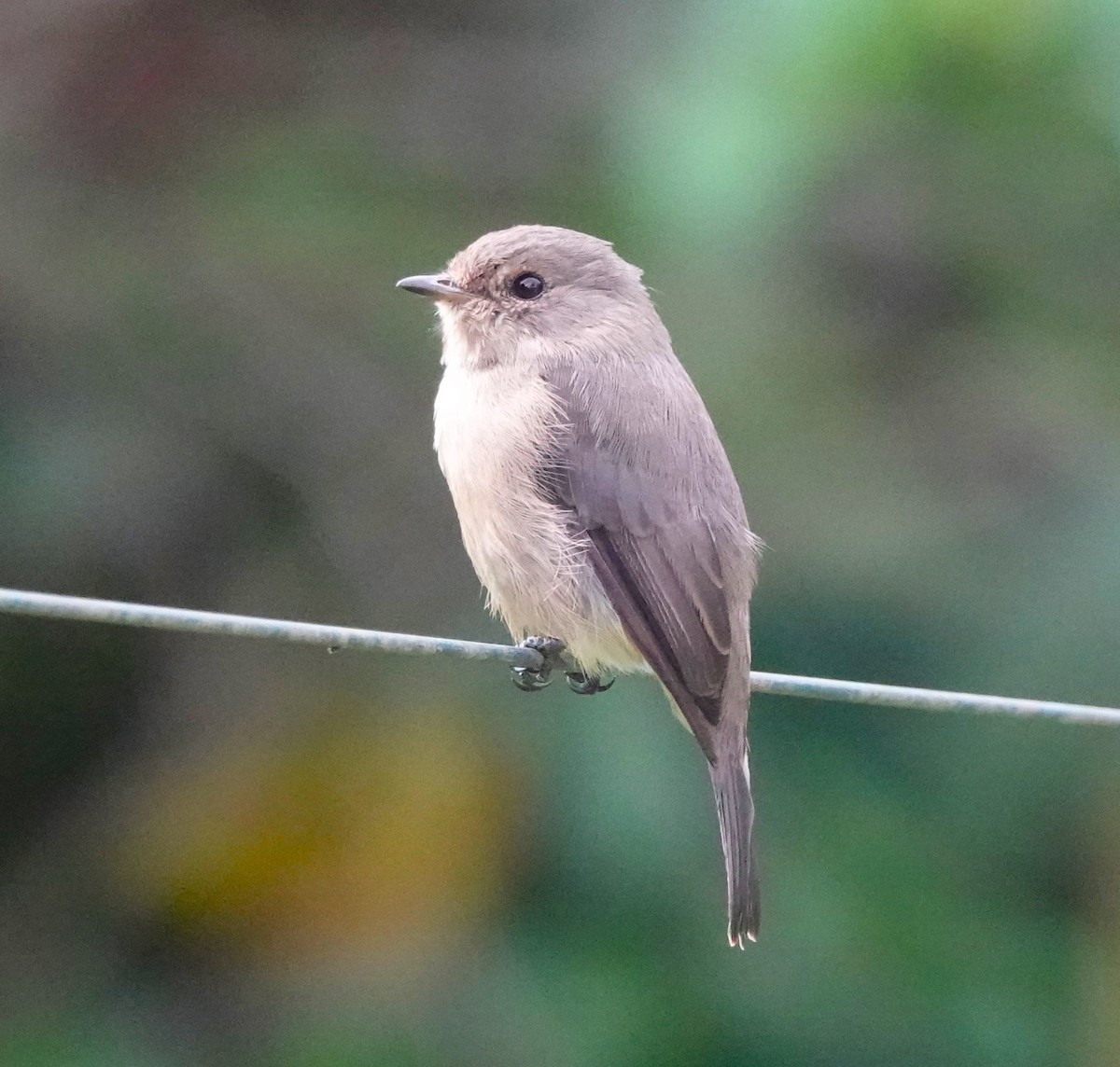 African Dusky Flycatcher - ML620559336