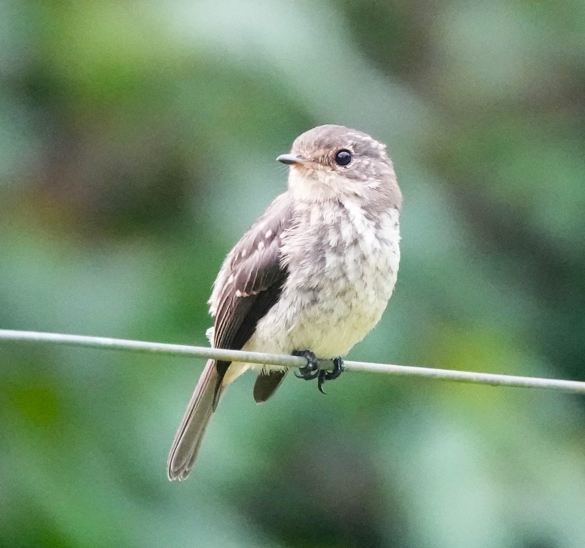 African Dusky Flycatcher - Rich Wilkens