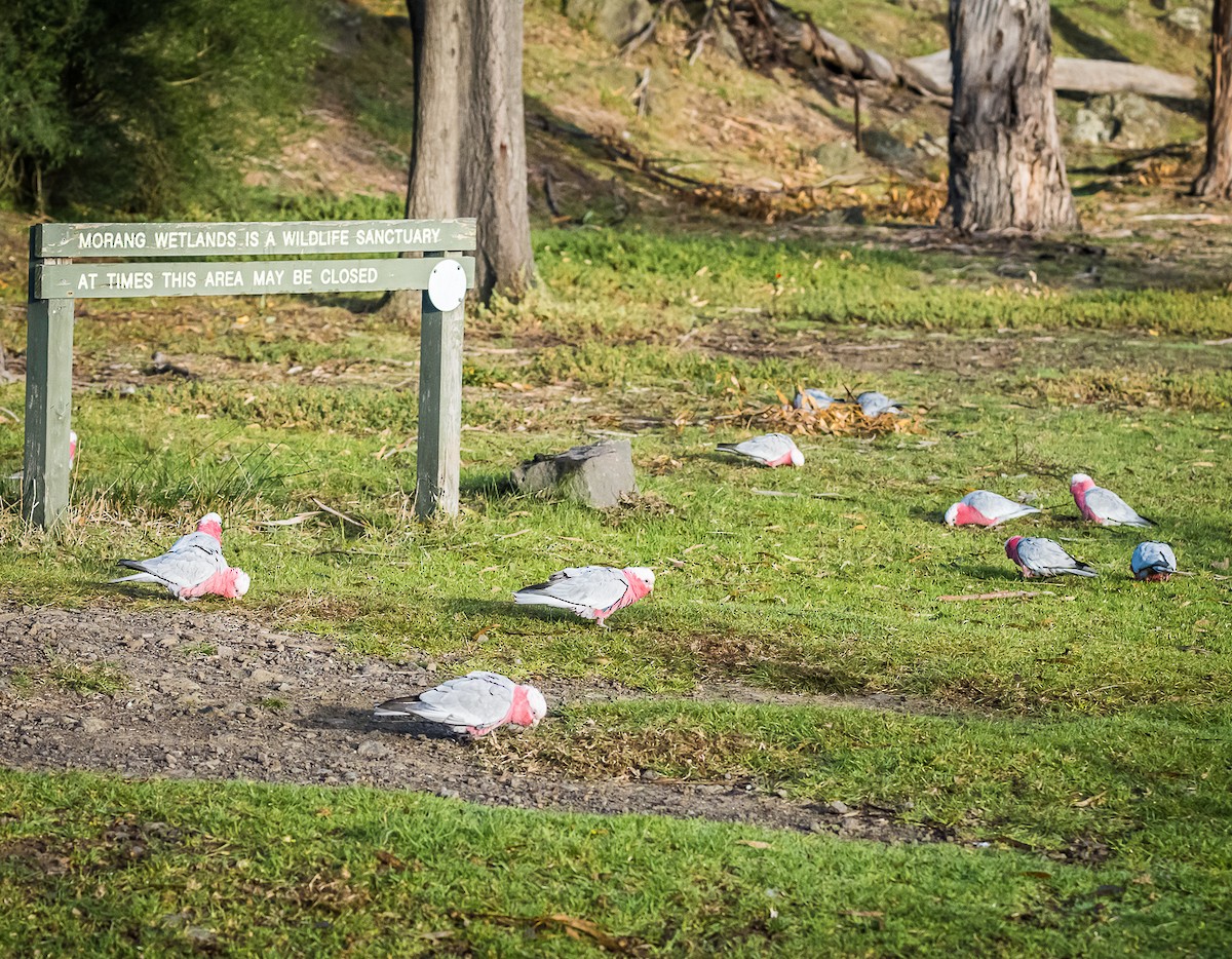 Cacatúa Galah - ML620559357