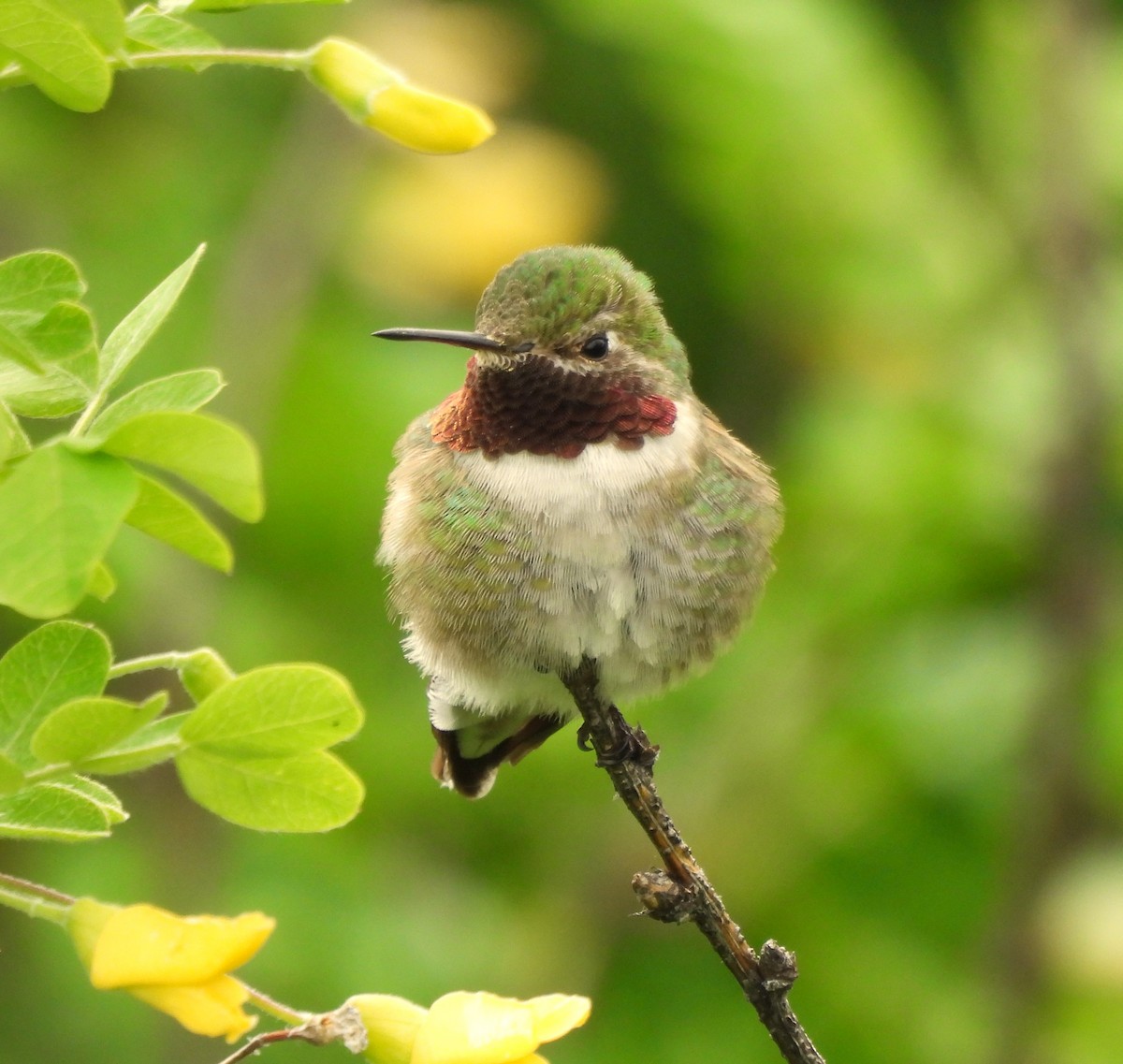 Broad-tailed Hummingbird - ML620559365