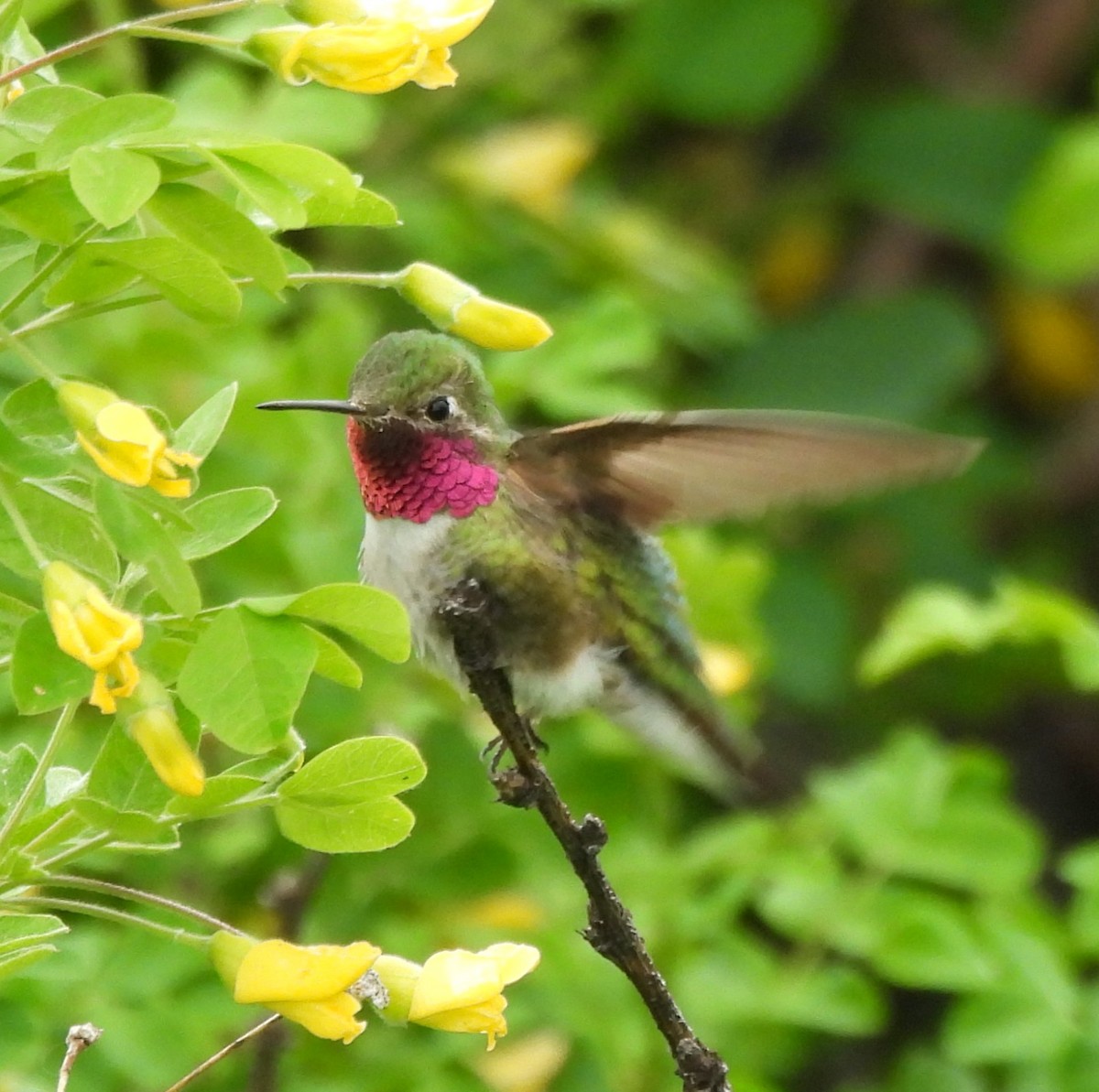Broad-tailed Hummingbird - ML620559366