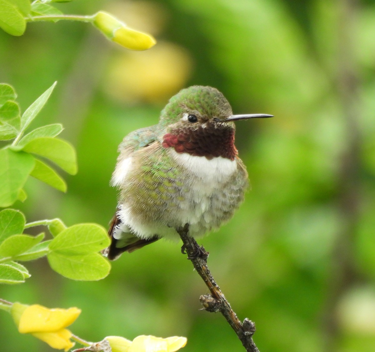 Broad-tailed Hummingbird - ML620559367