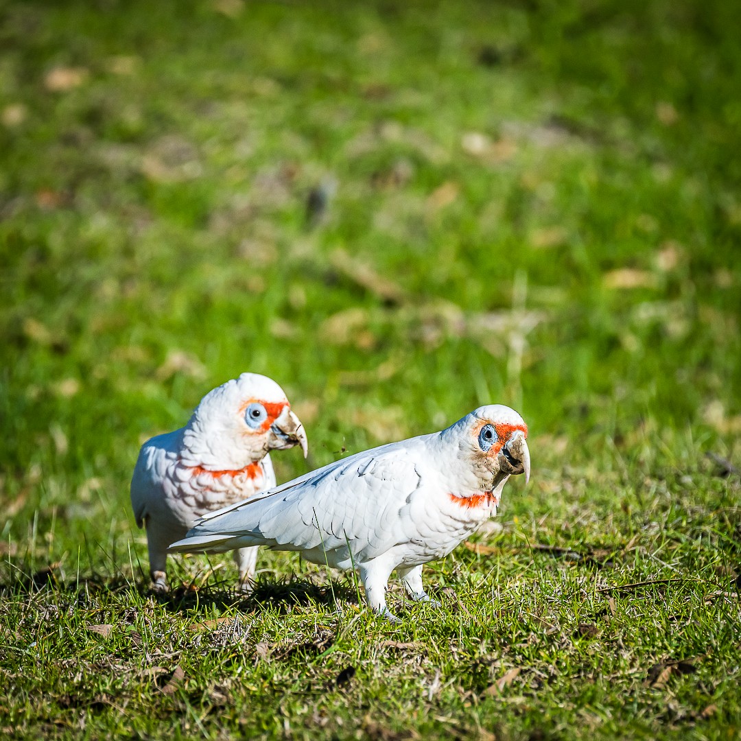 Long-billed Corella - ML620559373