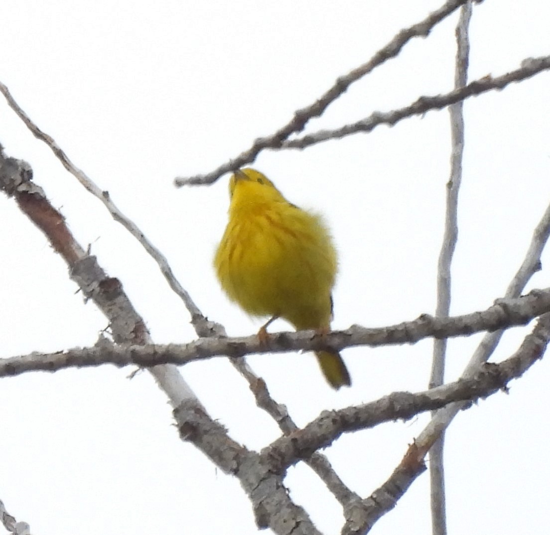 Yellow Warbler - ML620559399