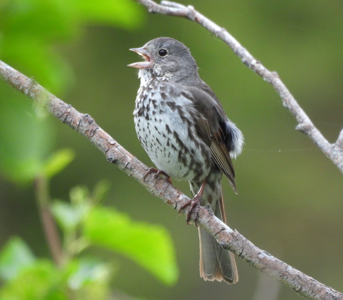 Fox Sparrow - ML620559408