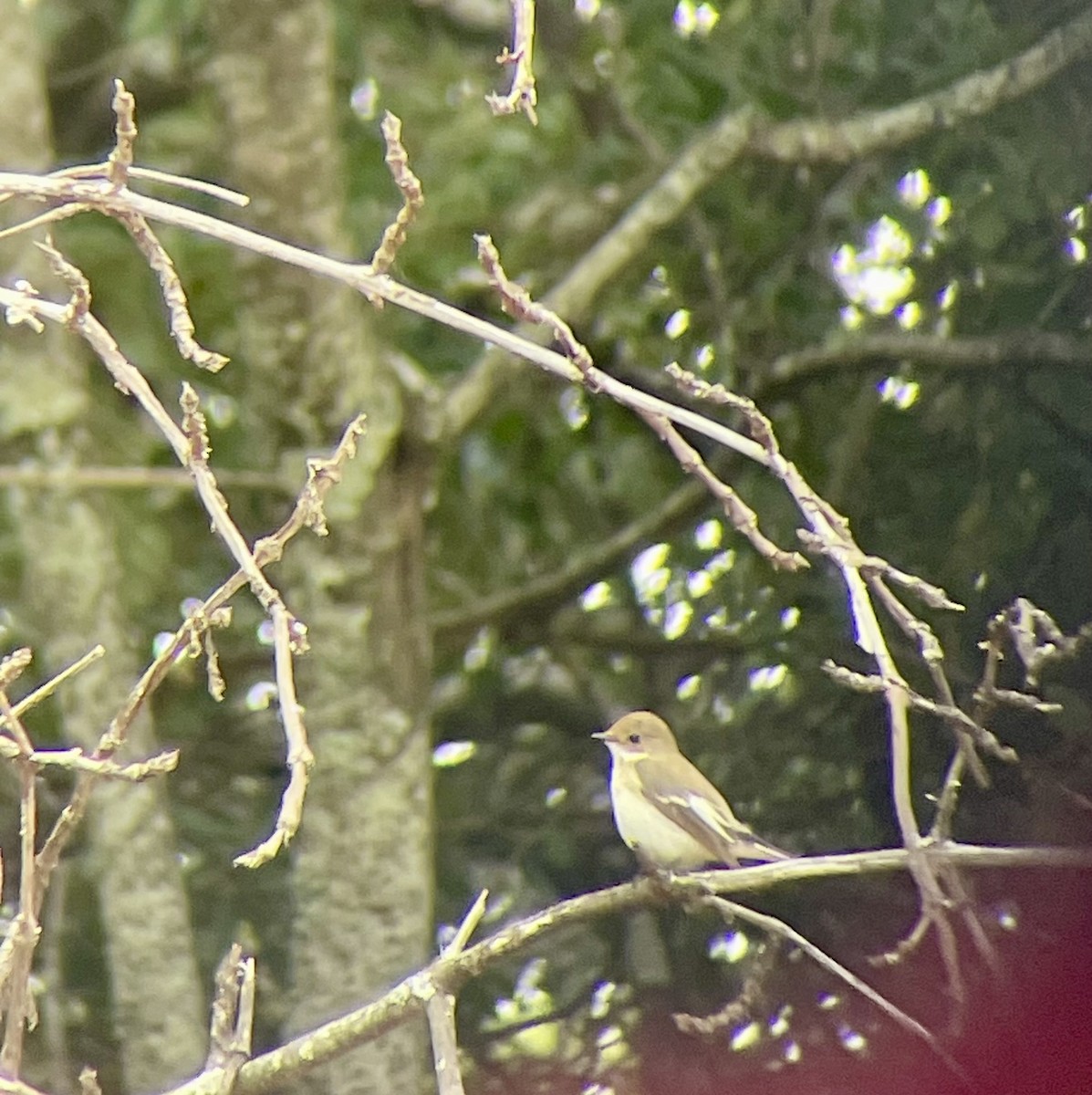 European Pied Flycatcher - ML620559417