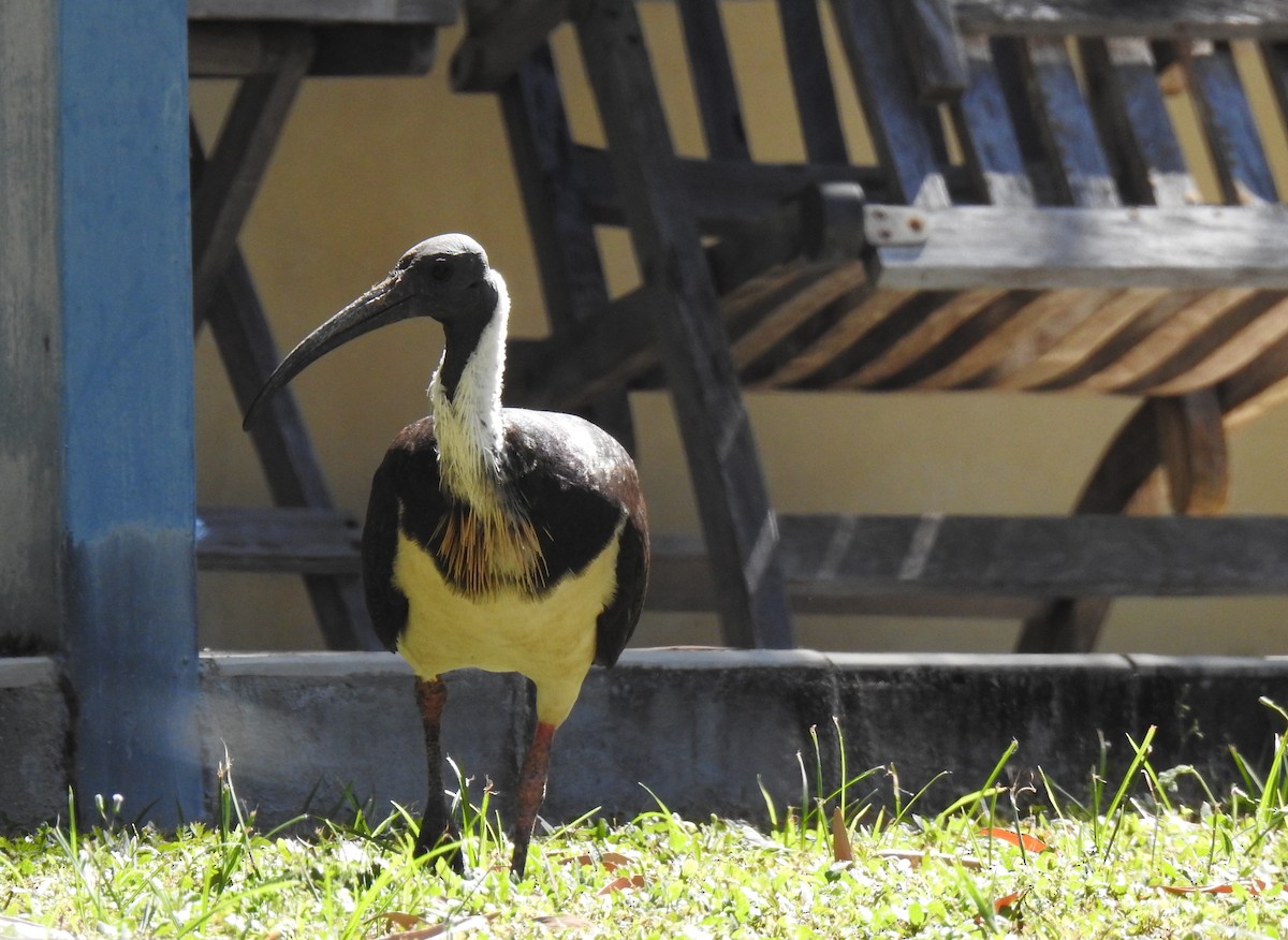 Straw-necked Ibis - ML620559423