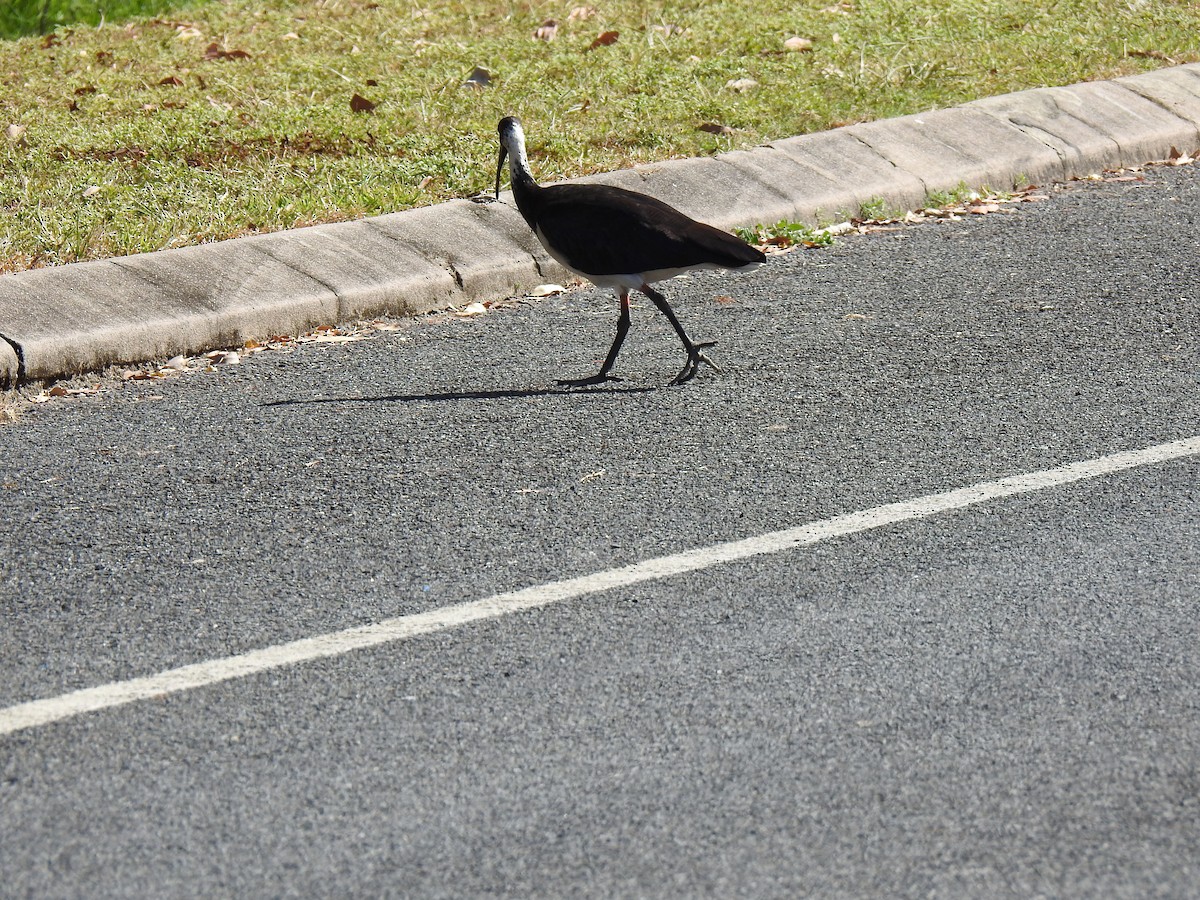ibis slámokrký - ML620559439
