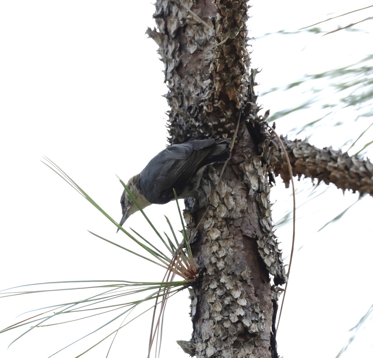 Brown-headed Nuthatch - ML620559447