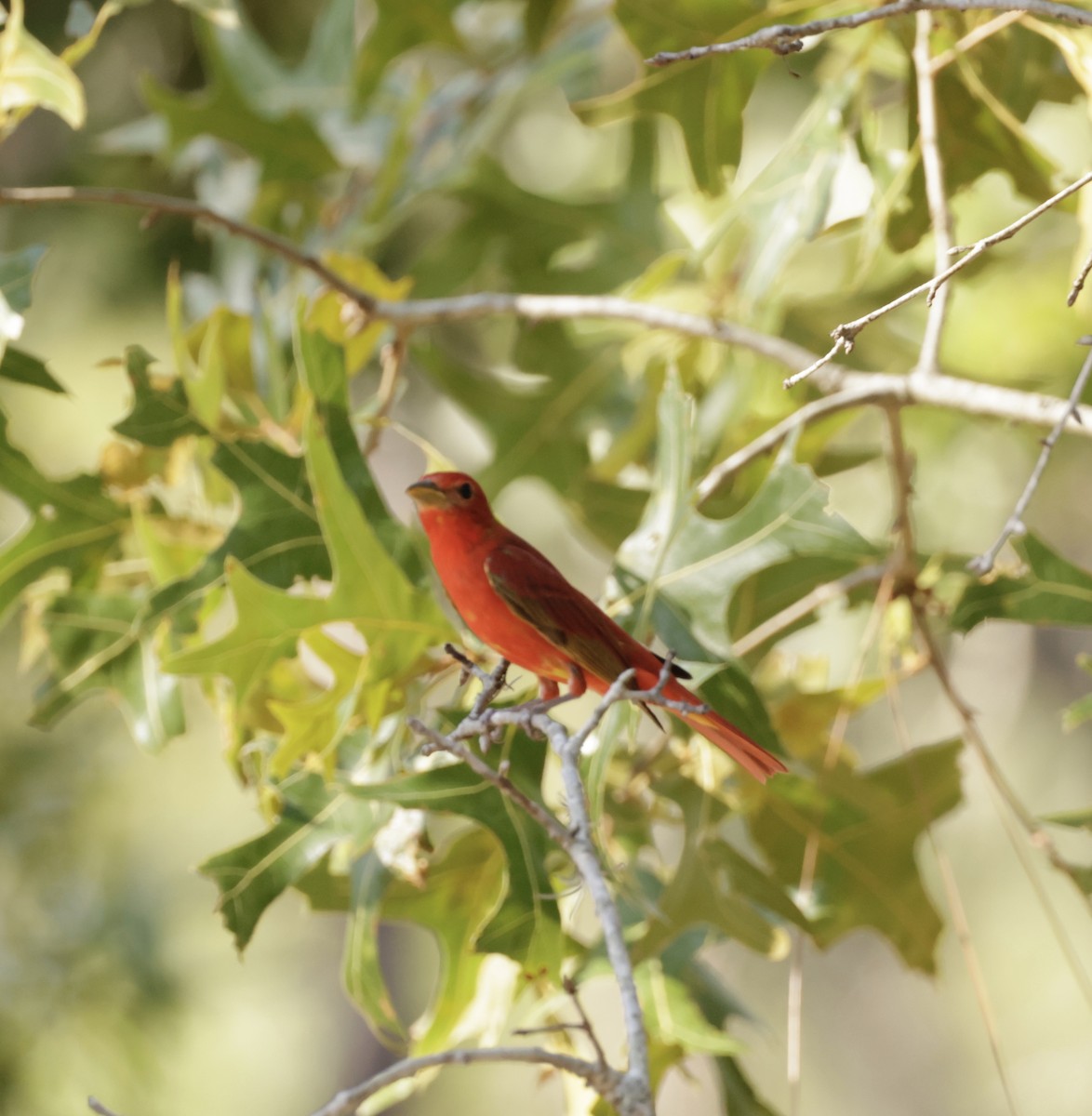 Summer Tanager - ML620559453