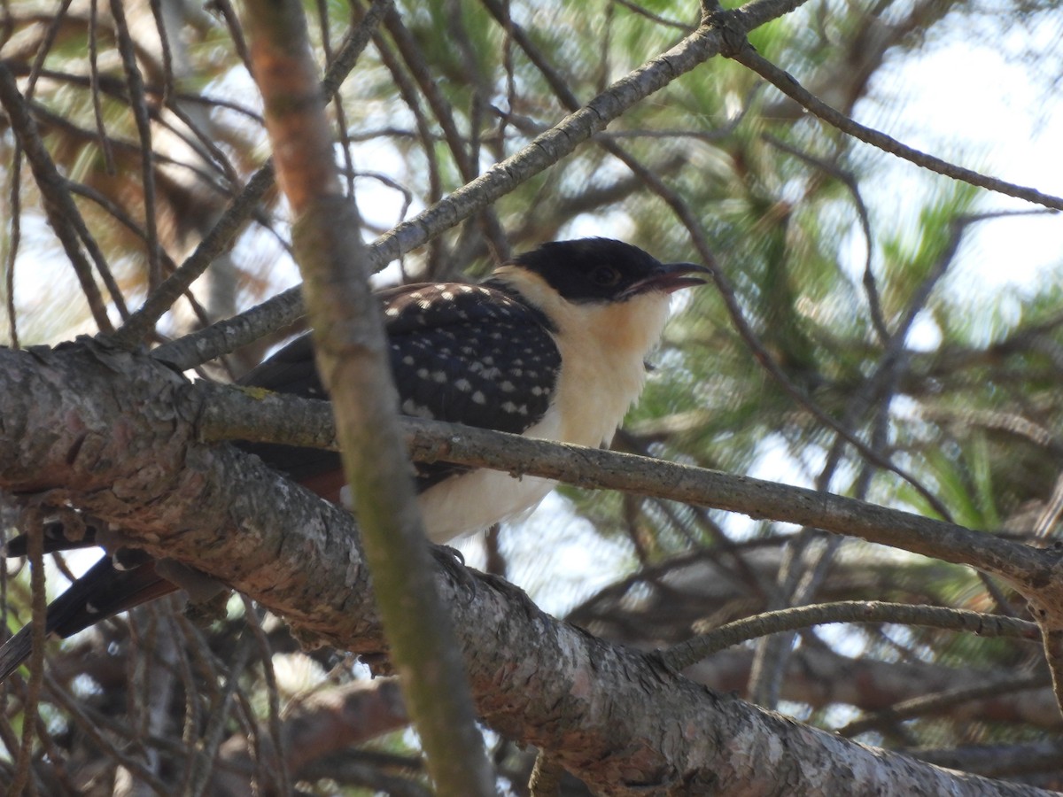 Great Spotted Cuckoo - ML620559455