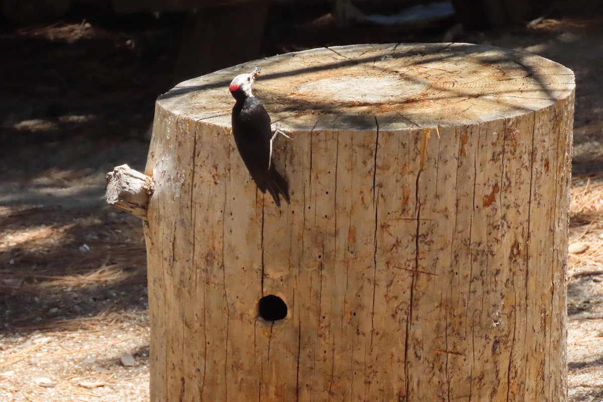 White-headed Woodpecker - ML620559459