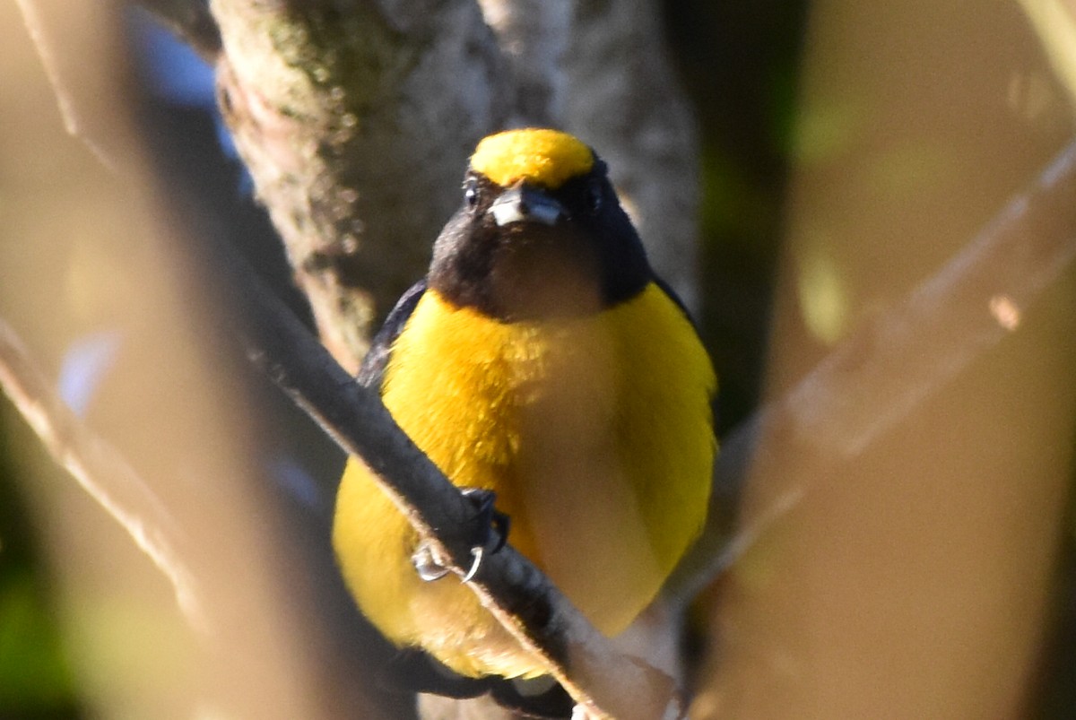 Purple-throated Euphonia - ML620559460