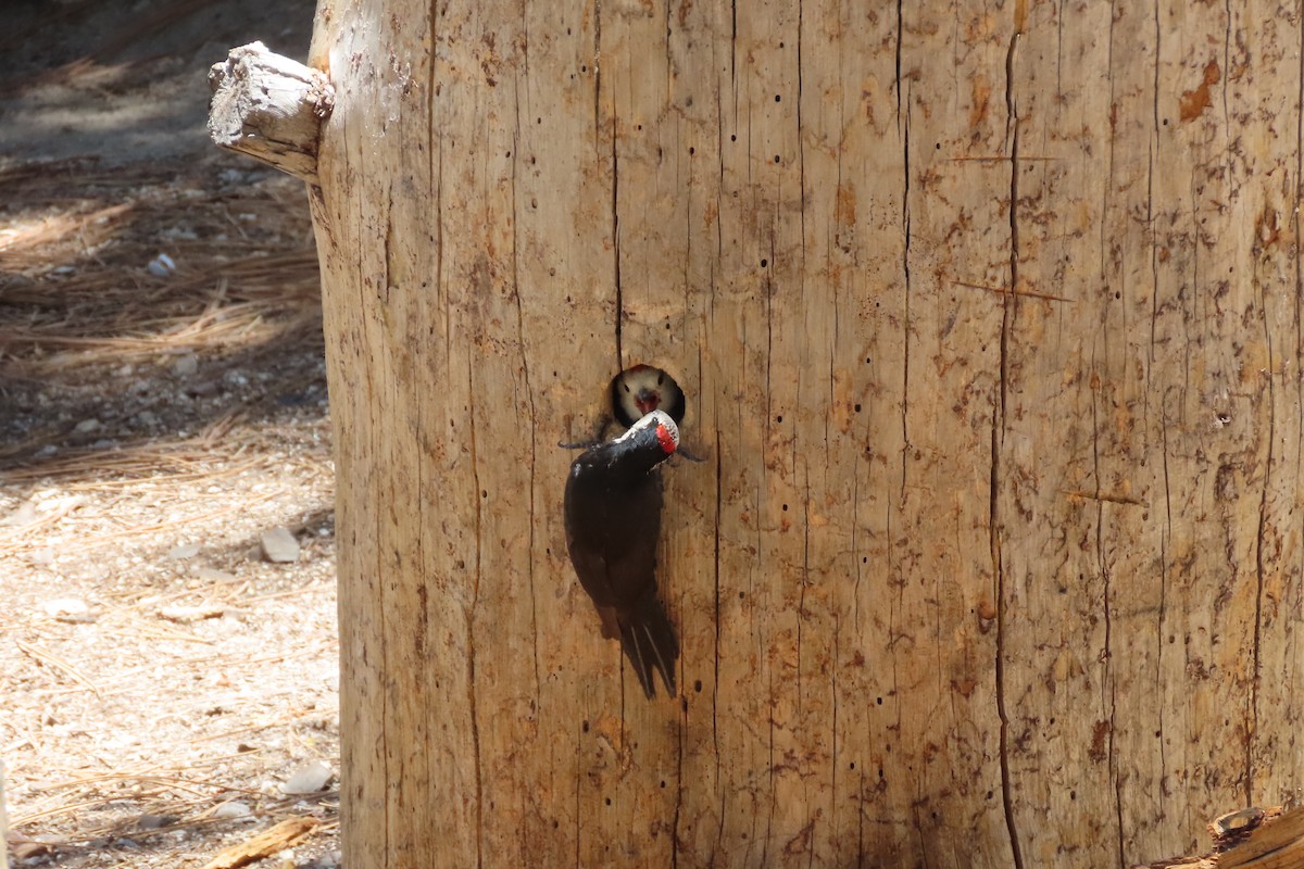 White-headed Woodpecker - ML620559464