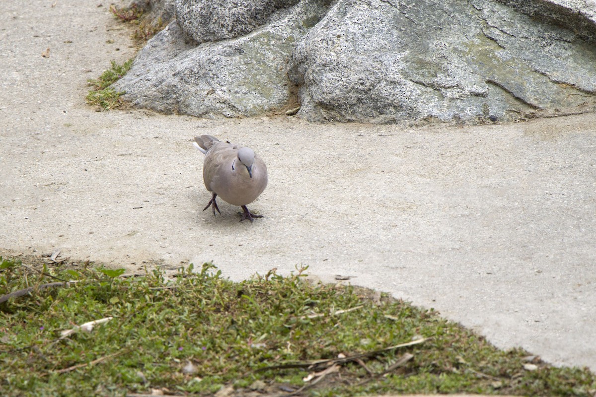 Eurasian Collared-Dove - ML620559466