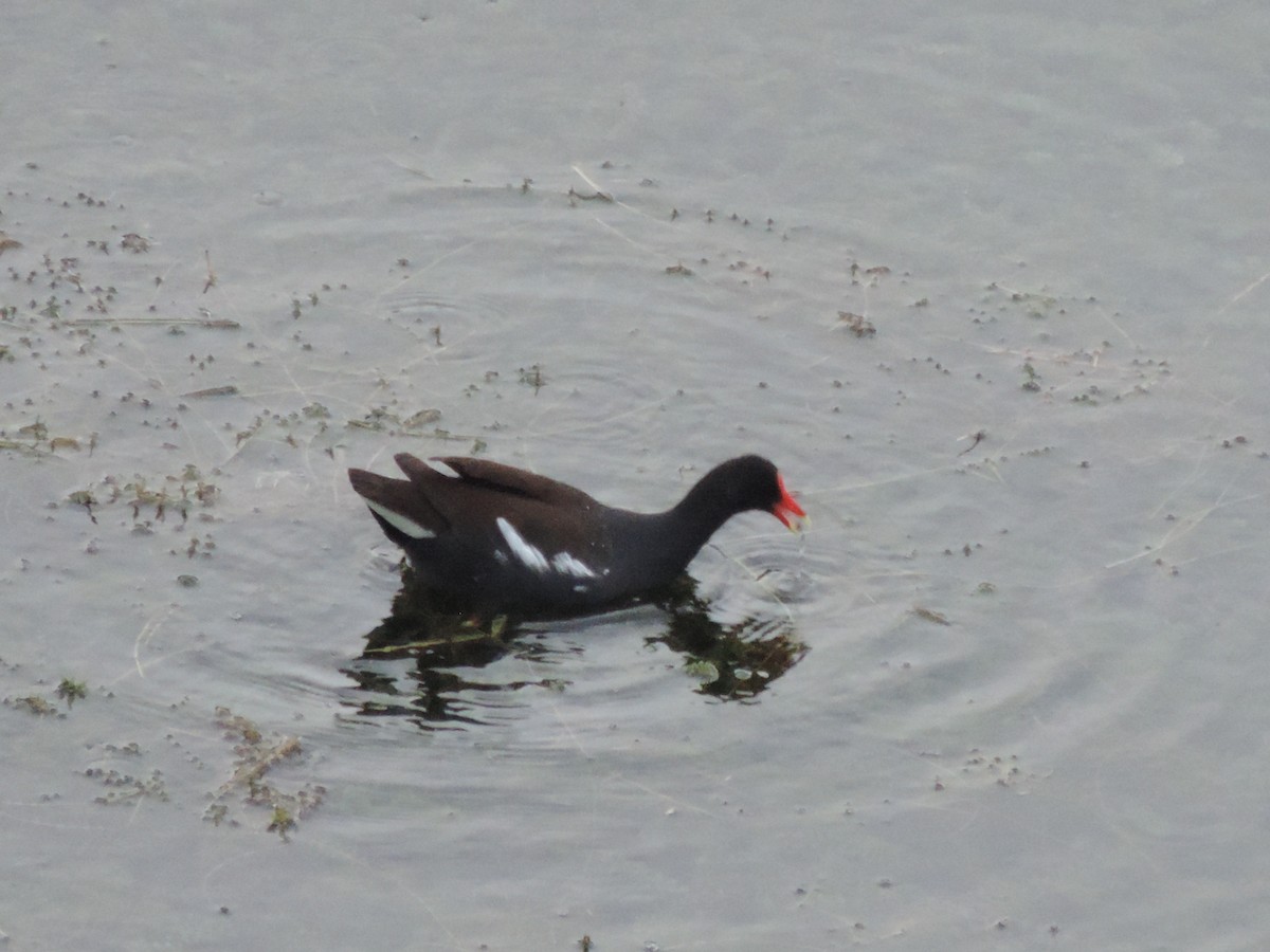 Common Gallinule - Jonathan  Astorga