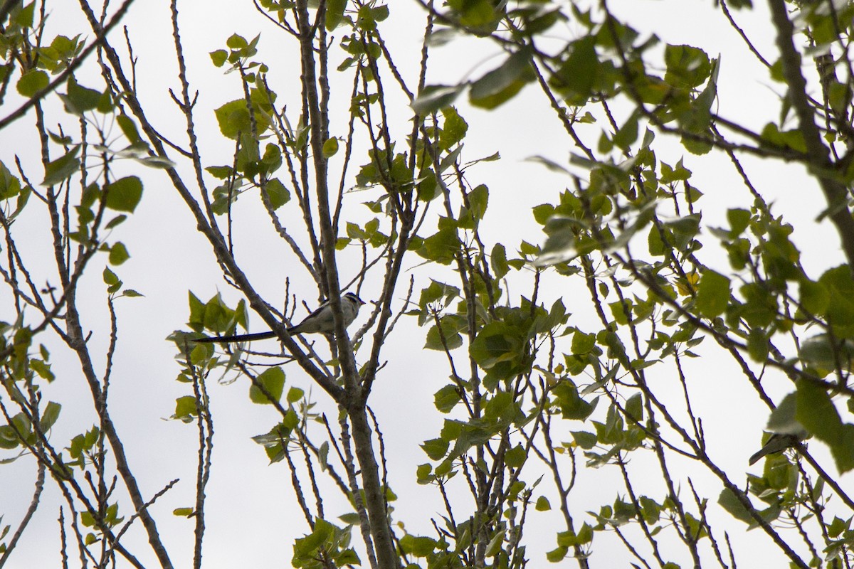 Pin-tailed Whydah - ML620559472