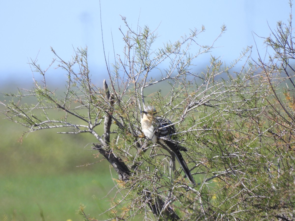 Great Spotted Cuckoo - ML620559475