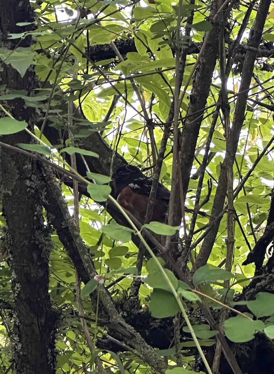 Spotted Towhee - ML620559478