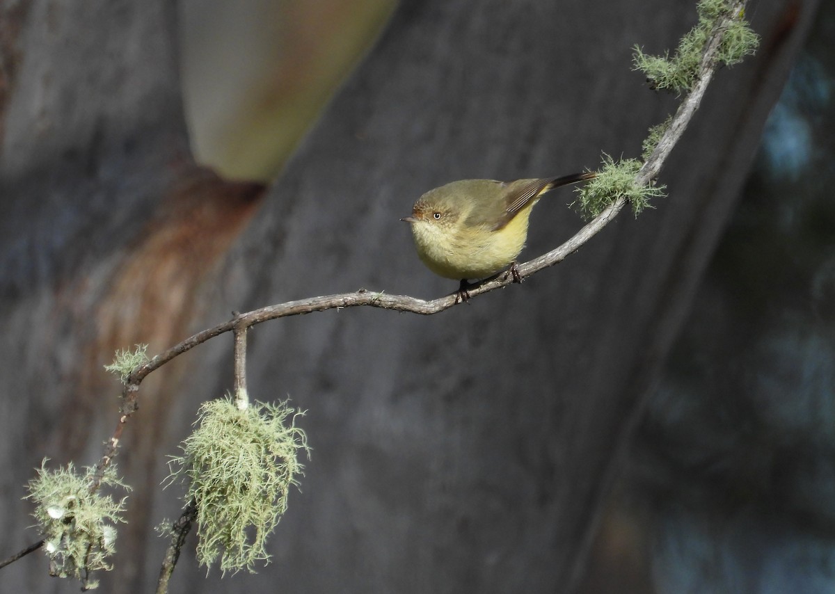 Buff-rumped Thornbill - Jack Morgan