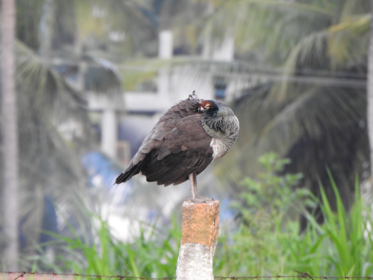 Indian Peafowl - ML620559485