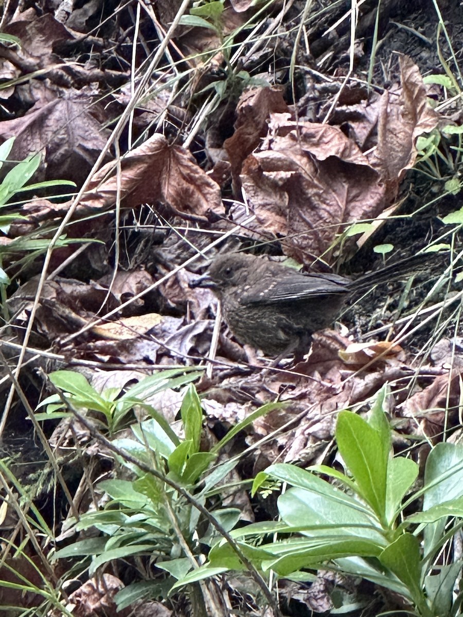 Spotted Towhee - ML620559491