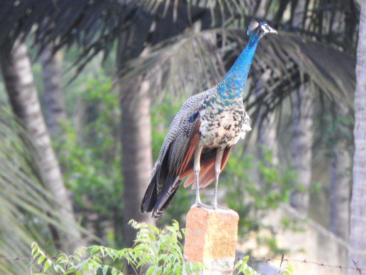 Indian Peafowl - ML620559497