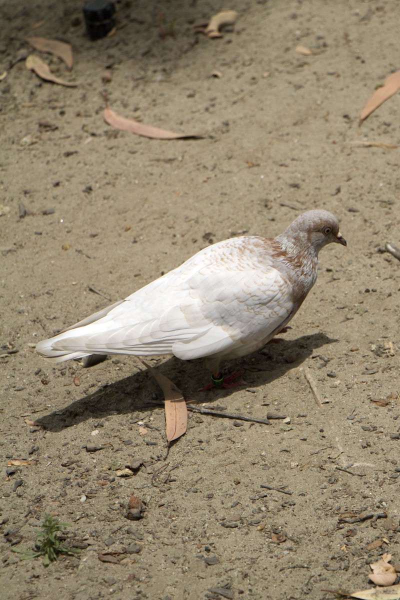 Pigeon biset (forme domestique) - ML620559500