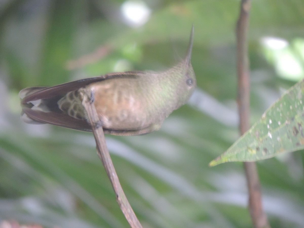 kolibřík skvrnitoprsý - ML620559501