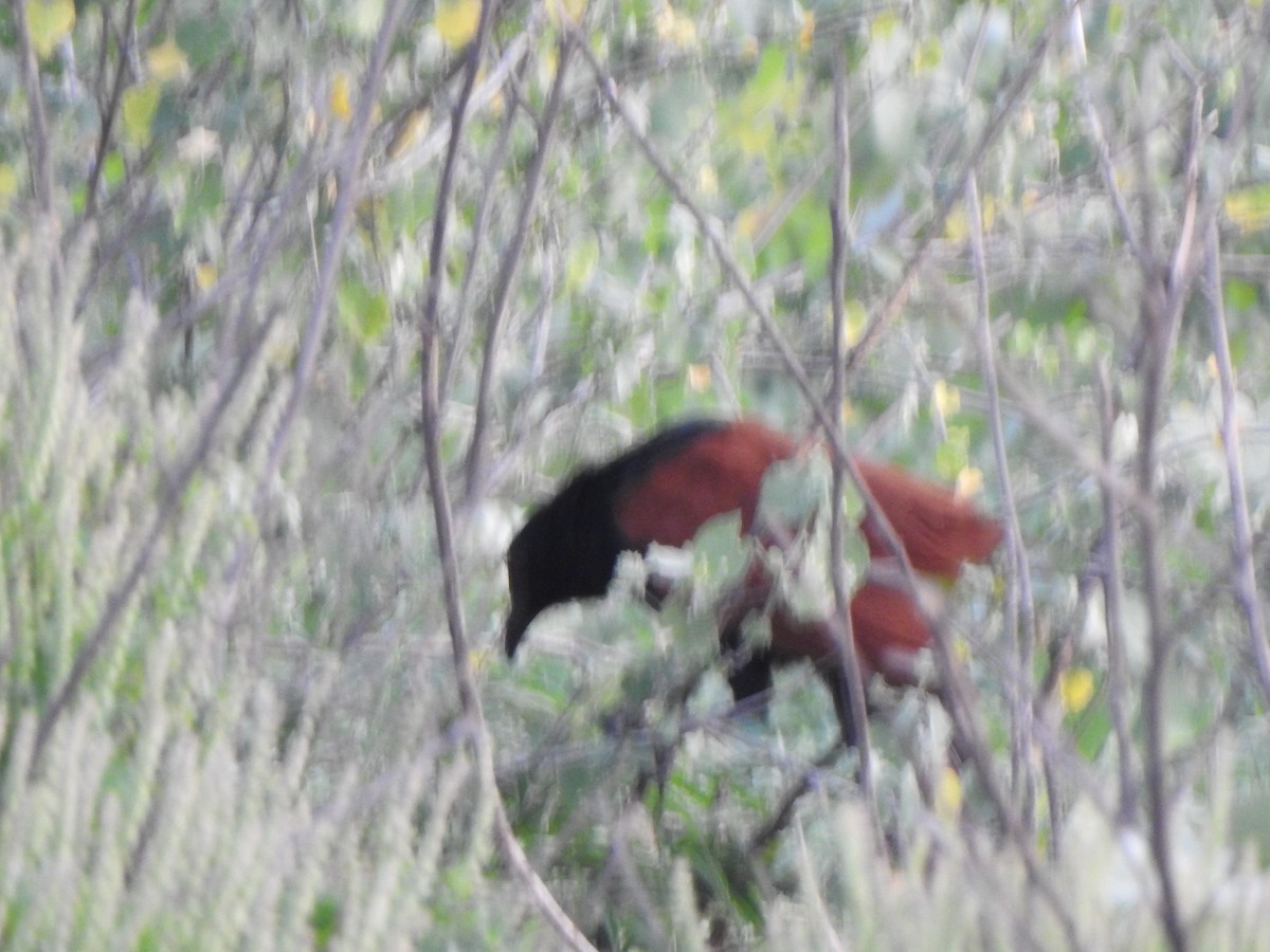 Greater Coucal - ML620559504