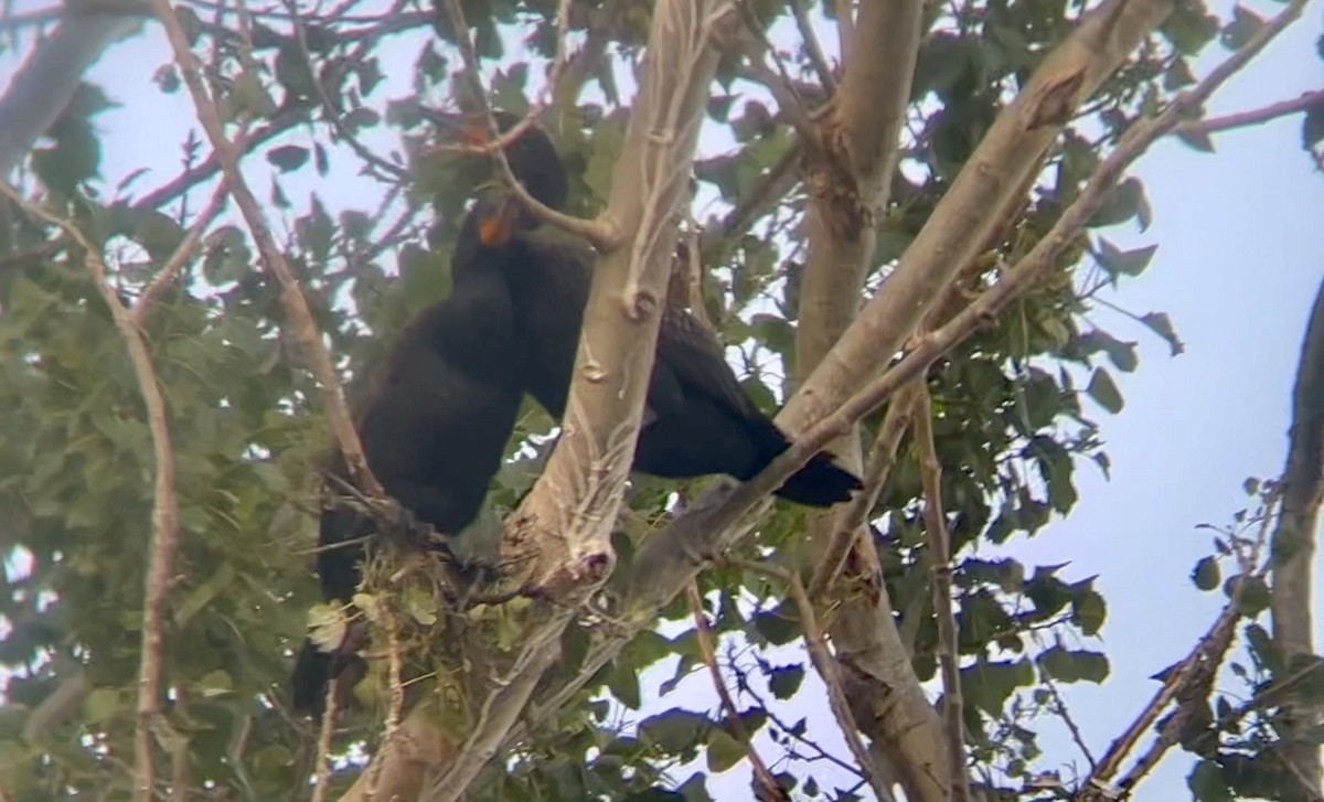 Cormoran à aigrettes - ML620559508