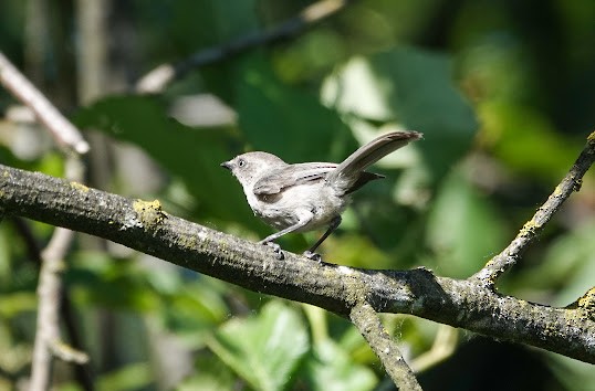 Bushtit - Steve LaForest