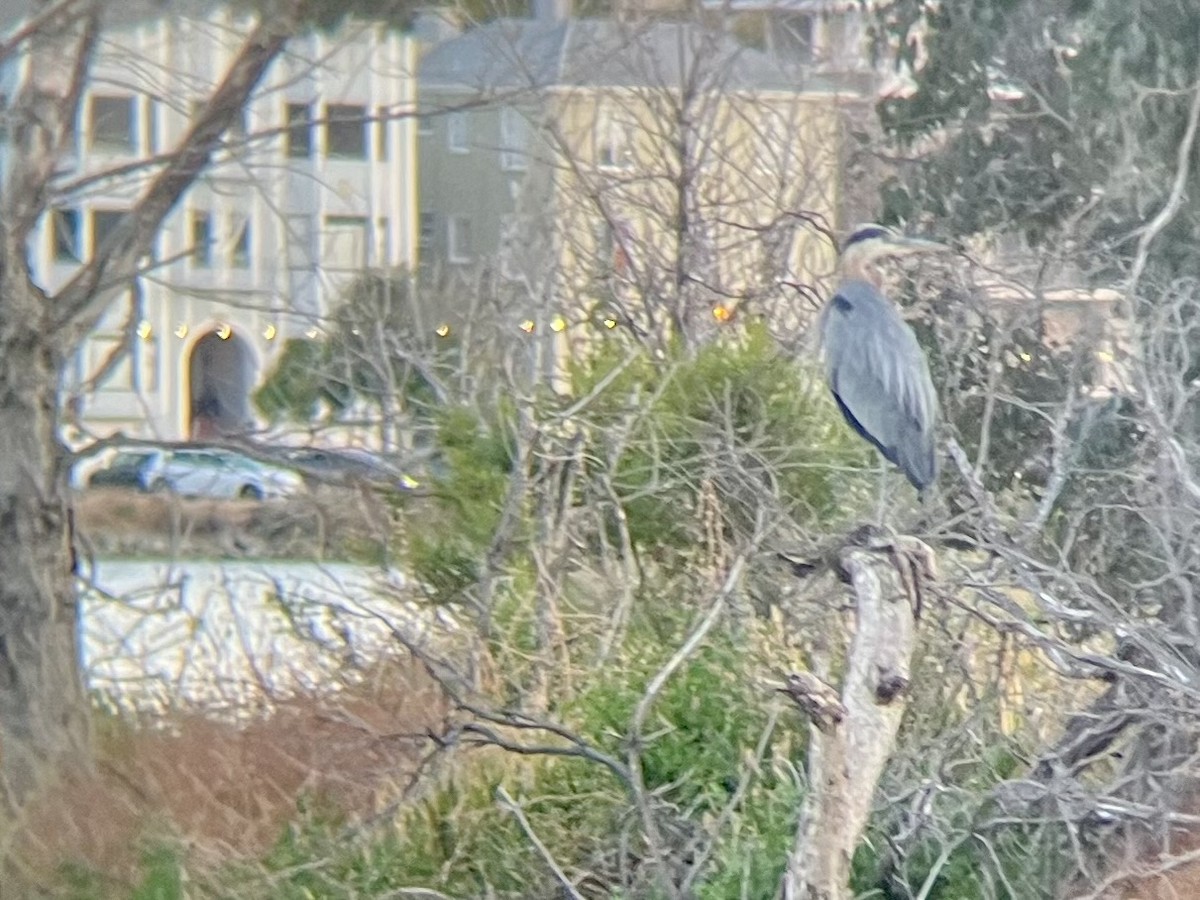 Great Blue Heron - ML620559513