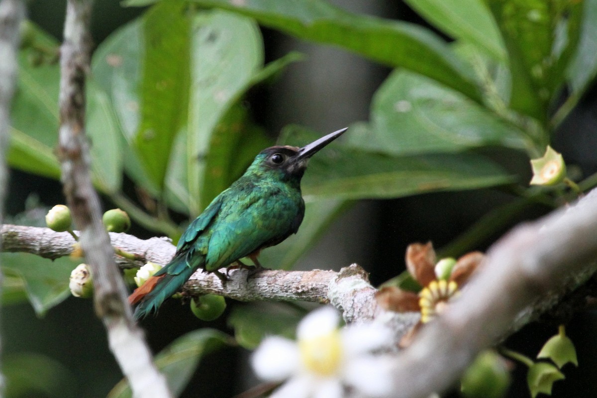 Jacamar à menton blanc - ML620559517