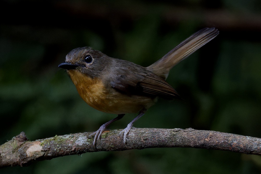 Pale Blue Flycatcher - ML620559519