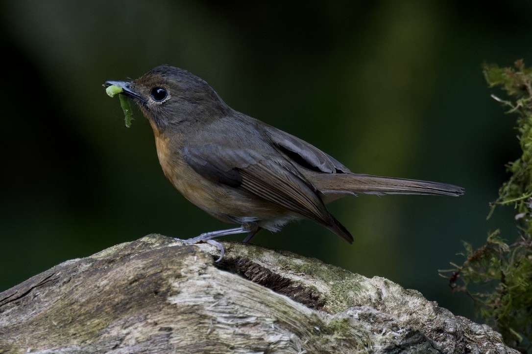 Pale Blue Flycatcher - ML620559521