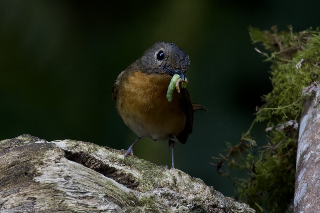 Pale Blue Flycatcher - ML620559522