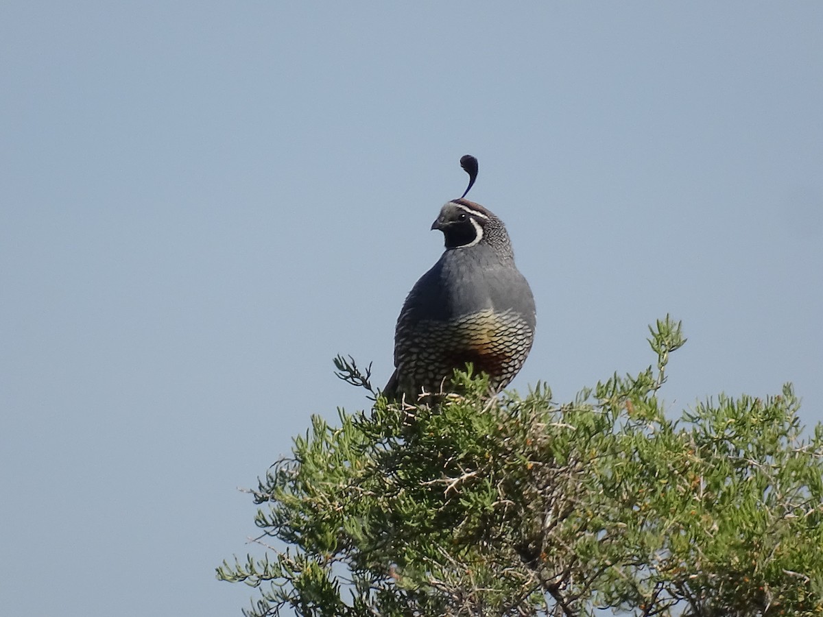 California Quail - ML620559524