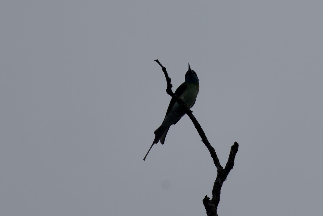 Blue-throated Bee-eater - ML620559568