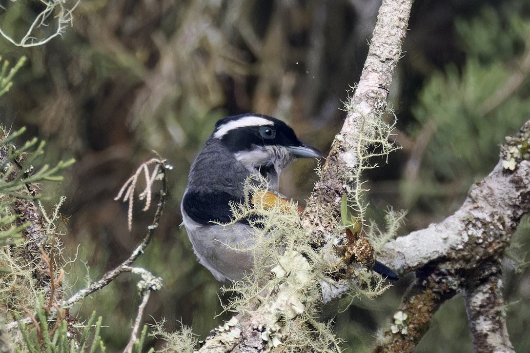 White-browed Shrike-Babbler [aeralatus Group] - ML620559574