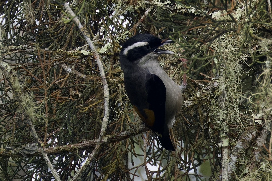 White-browed Shrike-Babbler [aeralatus Group] - ML620559575